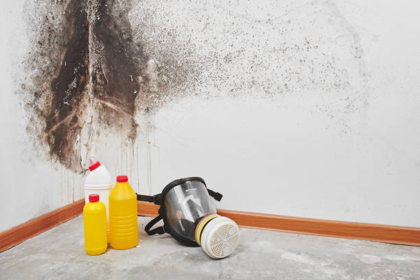 Best Attic Mold Removal  in Springfield, SD