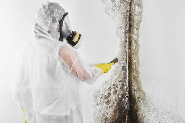 Best Toxic Mold Removal  in Springfield, SD