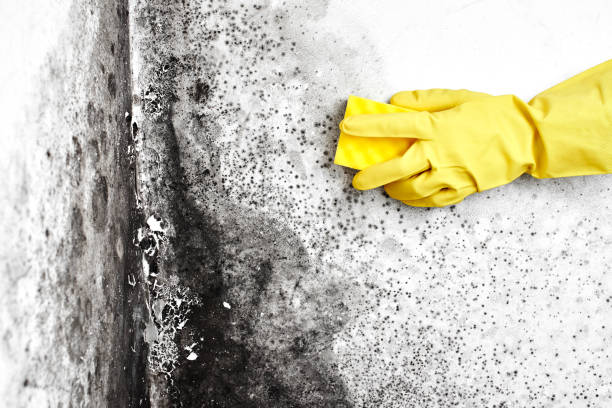 Best Mold Removal Specialists  in Springfield, SD