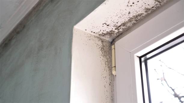 Reliable Springfield, SD Mold Removal Solutions