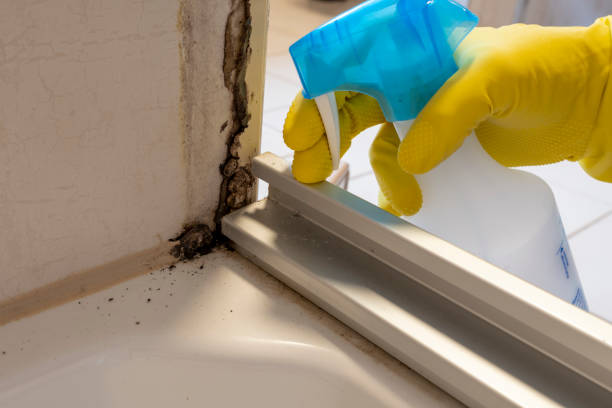 Best Mold Removal Near Me  in Springfield, SD