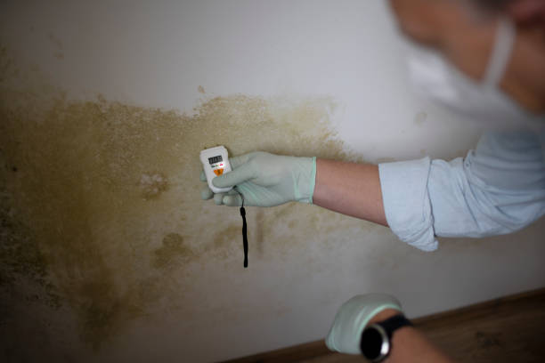 Best Mold Remediation Services  in Springfield, SD