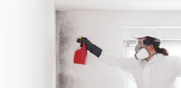 Best Certified Mold Removal  in Springfield, SD