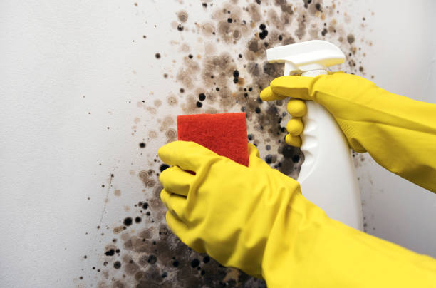 Best Mold Remediation  in Springfield, SD