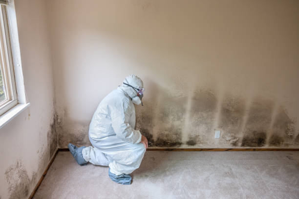 Best Professional Mold Removal  in Springfield, SD