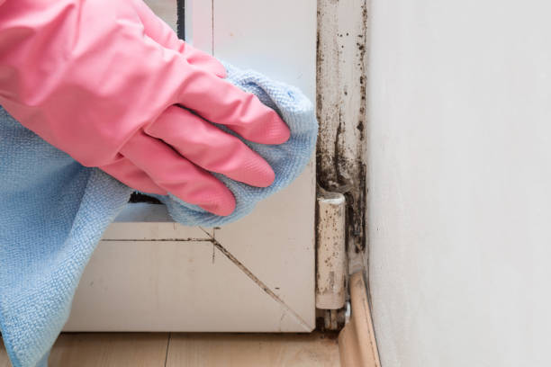 Best Mold Removal Company Near Me  in Springfield, SD